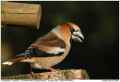 Обыкновенный дубонос фото (Coccothraustes coccothraustes) - изображение №2900 onbird.ru.<br>Источник: www.birdforum.net